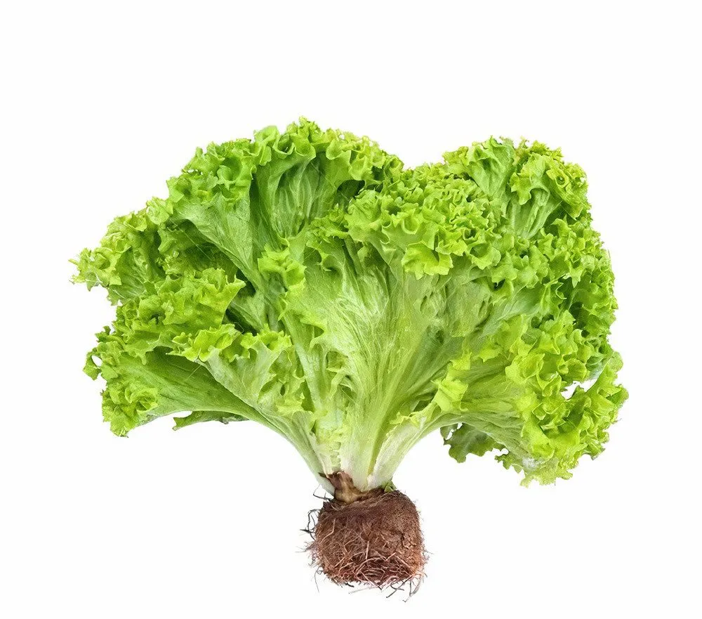 Lechuga Hidroponica
