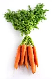 zanahoria fresca en amarre